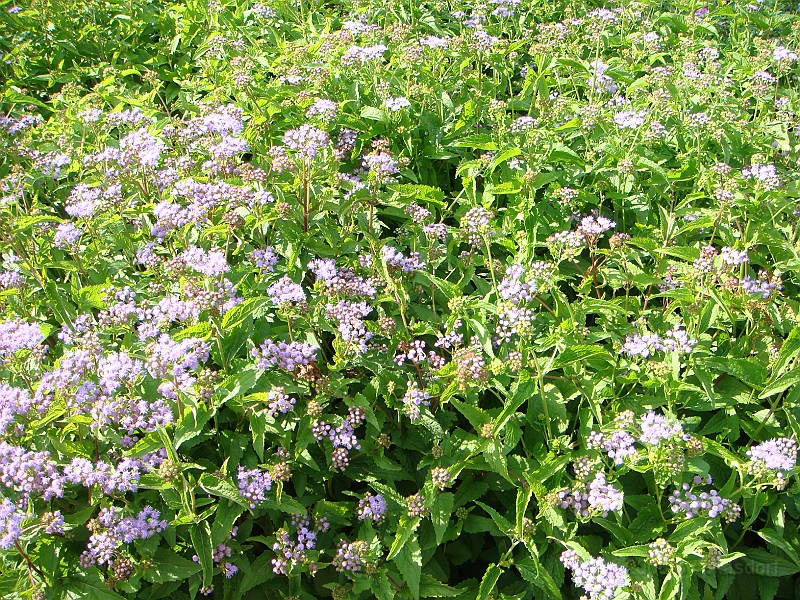 155 Longwood Gardens [2008 August 23].JPG - Longwood Gardens in Pennsylvania